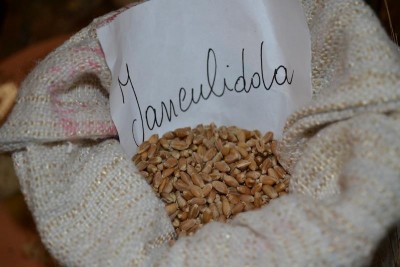 semente di Ianculidda.jpg